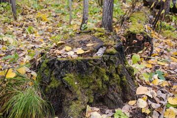 Moss on the bark of a tree. Moss texture close up. Green moss. Autumn trees. High humidity. Wood. Old tree.