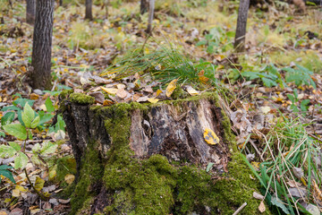 Naklejka na ściany i meble Moss on the bark of a tree. Moss texture close up. Green moss. Autumn trees. High humidity. Wood. Old tree.