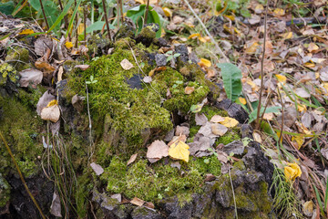 Moss on the bark of a tree. Moss texture close up. Green moss. Autumn trees. High humidity. Wood. Old tree.