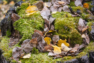Moss on the bark of a tree. Moss texture close up. Green moss. Autumn trees. High humidity. Wood. Old tree.