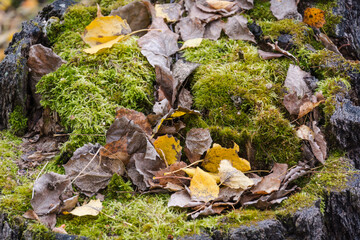 Moss on the bark of a tree. Moss texture close up. Green moss. Autumn trees. High humidity. Wood. Old tree.