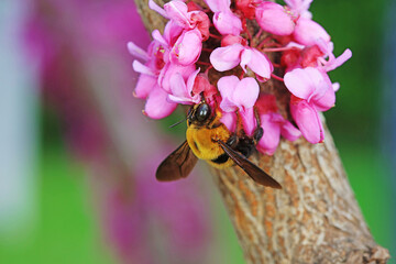 Yellow breasted wasp collects honey on Wisteria flowers, North China