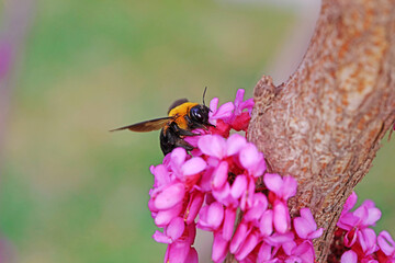 Yellow breasted wasp collects honey on Wisteria flowers, North China