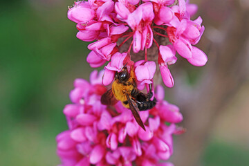 Yellow breasted wasp collects honey on Wisteria flowers, North China