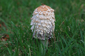 Wild mushrooms in the grass, North China