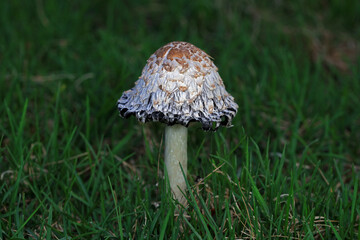 Wild mushrooms in the grass, North China