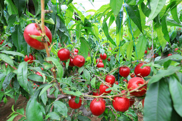 Ripe nectarines on branches, North China
