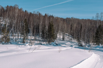 Winter forest. Snow in the forest. Winter landscape. Siberian forest. Taiga in the winter. Russian forest.
