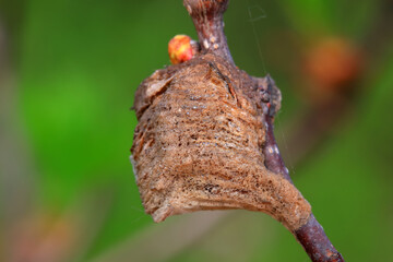 Mantis egg sheath - cuttlebone, North China
