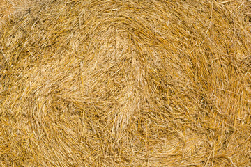 Hay rolls. Large fields. Mown grass. Agriculture. Autumn work in the field. A stack of hay. Roll up dry grass.
