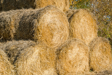 Hay rolls. Large fields. Mown grass. Agriculture. Autumn work in the field. A stack of hay. Roll up dry grass.