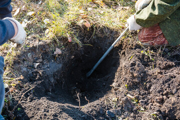 Digging with a shovel in the forest. The man is digging the ground. Dig up the treasure.