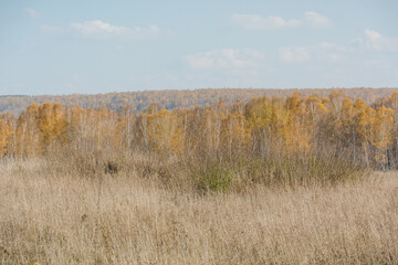 Autumn landscape. Season. Golden autumn. Beautiful trees. Yellow leaves on the trees. The forest in the distance. Bright colours. The nature of Russia.