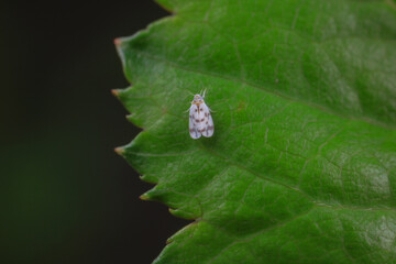 Whitefly, a very tiny flying insect, North China