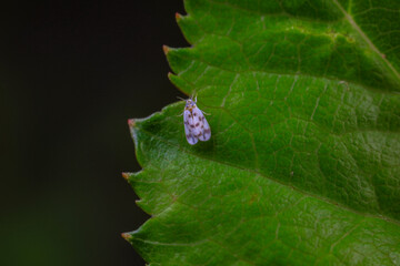 Whitefly, a very tiny flying insect, North China