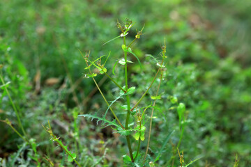 Wild plant seeds, North China