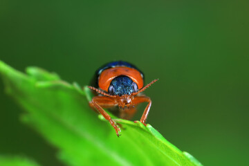 Leaf beetle on wild plants, North China