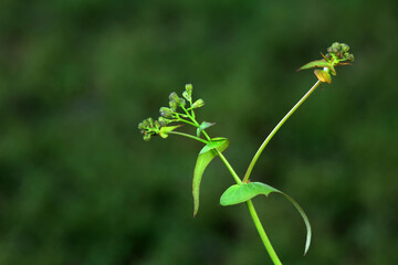 Wild plant seeds, North China