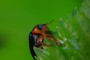 Leaf beetle on wild plants, North China