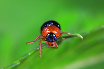 Leaf beetle on wild plants, North China