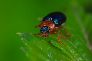 Leaf beetle on wild plants, North China