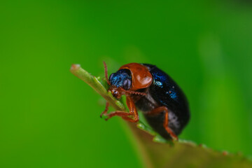 Leaf beetle on wild plants, North China