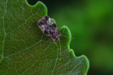Naklejka premium Hemiptera bugs in the wild, North China