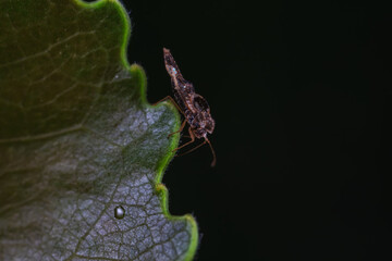 Hemiptera bugs in the wild, North China