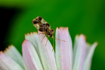Hemiptera bugs in the wild, North China
