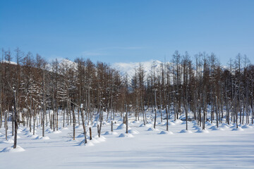 冬の晴れた日の青い池　美瑛町
