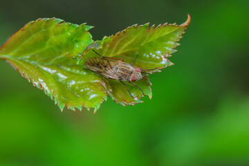 Flies on wild plants, North China