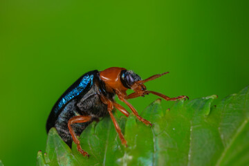 Leaf beetle on wild plants, North China