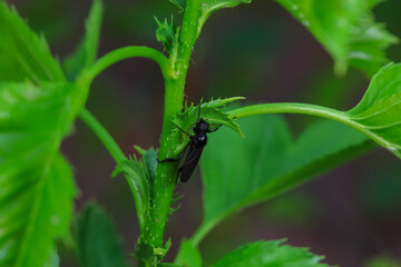 Mosquitos on wild plants, North China