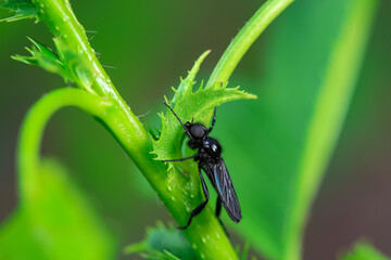 Mosquitos on wild plants, North China