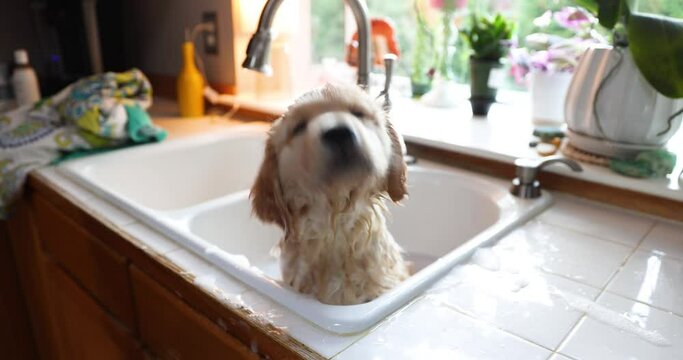 Cute golden retriever puppy dog covered in soap bubbles getting a bath in the kitchen sink