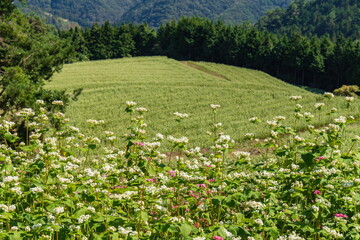 Buckwheat fields , white buckwheat flowers , kagawa, shikoku, japan