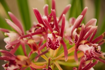 close up of pink flower