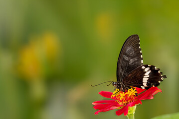 A brown butterfly perched on a red zinnia flower, with a vibrant green plant background, copy space
