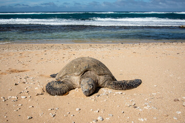 Hawaiian green sea turtle resting on the beach next to the pacific ocean
