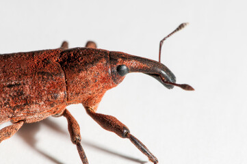 Lixus Snout Beetle on white background.