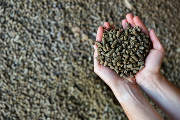 Hands of farmer holding heap of rapeseed cake, stock feed.