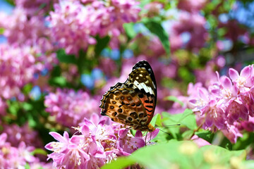 タニウツギとツマグロヒョウモン