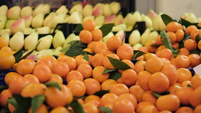 Harvest of ripe mandarins on sorting line at plantation warehouse. juicy tangerine crop close up. Vitamin C For Immunity