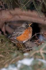 American robin taking cover in spruce tree in winter