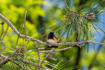Male American Redstart perched in a spruce tree.