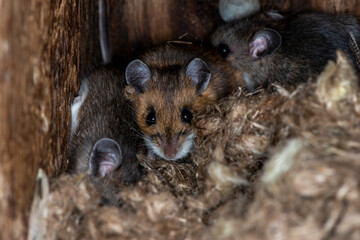 A family of deer mice take over a bird nesting box in late fall to keep warm. - obrazy, fototapety, plakaty