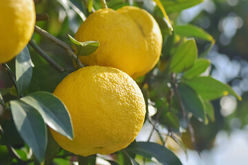 大きく実った夏みかん