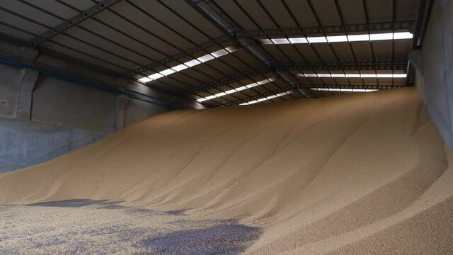 warehouse, farm, granary, Stacked corn lies in a floor storage warehouse under the roof of a closed warehouse