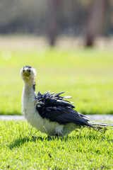 common Australian water bird called Little Pied Cormorant or  kawaupaka in a park in Adelaide, South Australia with soaked wet feathers