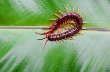 A centipede can bite. It is a poisonous animal and has a lot of legs. It's on a large leaf.